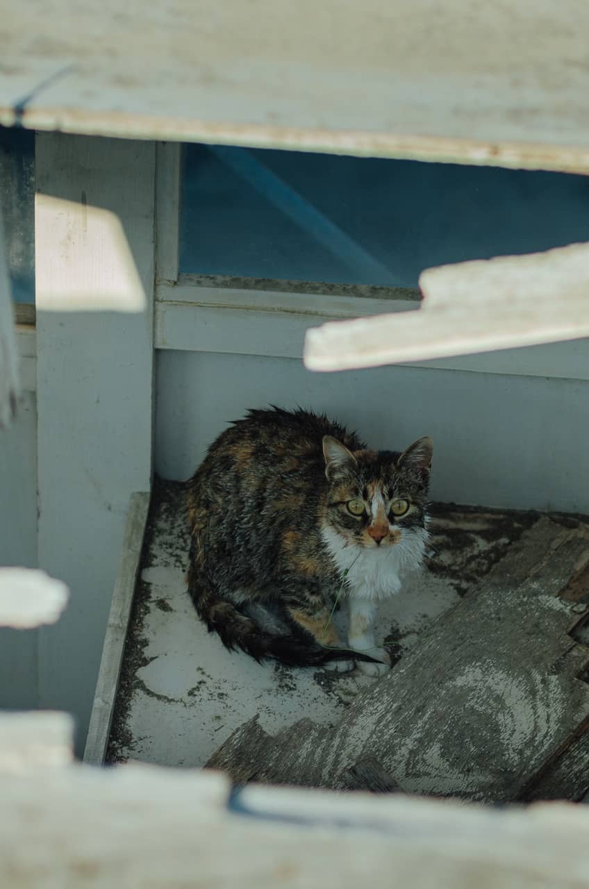 Превью Erdemli 2023